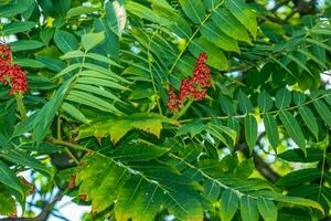Rhus typhina in July. Rhus typhina, stag sumac, is a species of flowering plant in the Anacardiaceae family. photo
