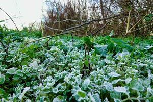 a field of green plants with frost on them photo