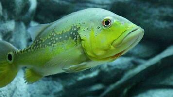 cerca arriba de un pavo real bajo nadando en un acuario. cichala intermedia video