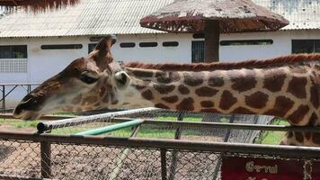 un' avvicinamento di un' giraffa nel il zoo video