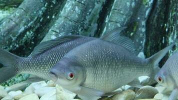 mayor óseo- labio lengüeta en el acuario, cerca arriba de un agua dulce pescado video