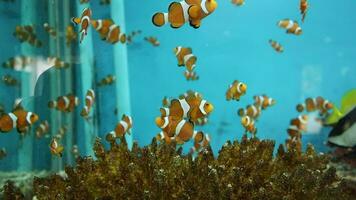 clown anemonefish swim in fish tank video