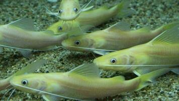 grupo do albino amarelo mito dentro a aquário. fechar-se. video