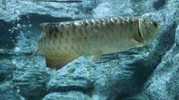 fechar-se do uma peixe dentro a água do uma ampla aquário, aruanã. video