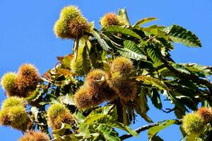 Chestnuts ready to be picked photo