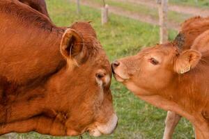 Cow with her calf photo