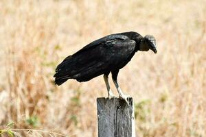 Bird resting on a post photo