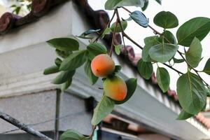 Photo of persimmon trees in autumn in Korea