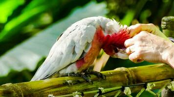 A red and white parrot photo