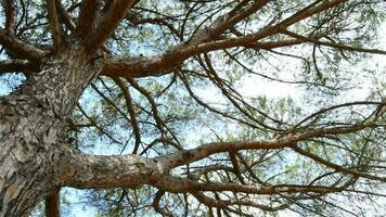 Pine tree branches video