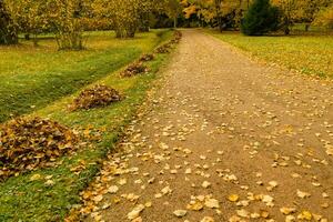path in the autumn park. fallen leaves are carefully collected in heaps photo