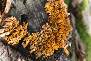 Close-up of mushrooms growing on tree trunk. view of a colony of mushrooms photo