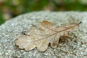 autumn wet oak leaf fallen to the ground. Autumn time photo