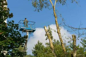 employee rises on a car tower to saw off dangerously growing branches photo