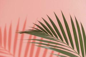 Palm leaves on pink background. Flora wallpaper backdrop. photo