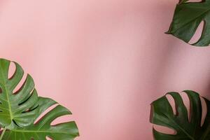 Monstera leaves on pink background. Flora wallpaper backdrop. photo