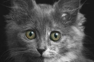 hermosa gris gatito bozal con grande ojos de cerca. foto