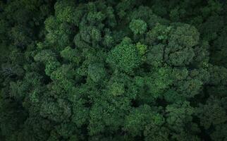 Aerial top view of green trees in forest. Drone view of dense green tree captures CO2. Green tree nature background for carbon neutrality and net zero emissions concept. Sustainable green environment. photo