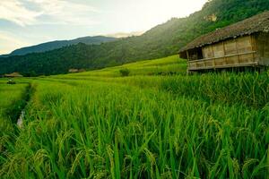 Landscape of green rice terraces amidst mountain agriculture. Travel destinations in Chiangmai, Thailand. Terraced rice fields. Traditional farming. Asian food. Thailand tourism. Nature landscape. photo