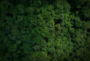 aéreo parte superior ver de verde arboles en bosque. zumbido ver de denso verde árbol capturas co2 verde árbol naturaleza antecedentes para carbón neutralidad y red cero emisiones concepto. sostenible verde ambiente. foto