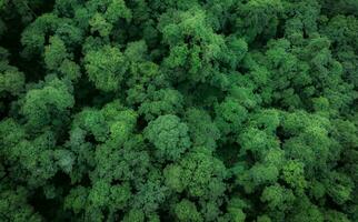 Aerial top view of green trees in forest. Drone view of dense green tree captures CO2. Green tree nature background for carbon neutrality and net zero emissions concept. Sustainable green environment. photo