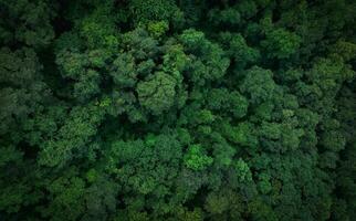 aéreo parte superior ver de verde arboles en bosque. zumbido ver de denso verde árbol capturas co2 verde árbol naturaleza antecedentes para carbón neutralidad y red cero emisiones concepto. sostenible verde ambiente. foto