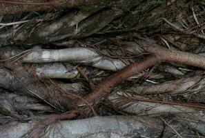 Closeup banyan tree roots surround the tree. Banyan tree roots surrounding the trunk with organic texture. Banyan tree intricate roots. Nature closeup. Root system. Natural pattern of complex root. photo