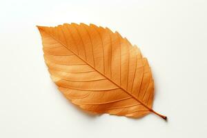 An Autumn leaf isolated on a white background. AI Generated photo