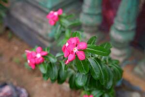 cerca arriba de el rosado bígaro flor, cuales tiene el latín nombre catharanthus Roseus foto