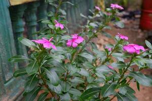 perder arriba de bígaro flores cuales tener el latín nombre catharanthus Roseus en el jardín foto