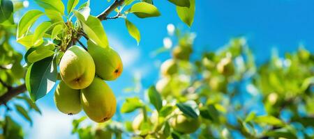 AI Generated Pear tree branches, leaves and fruit close up, view from ground, blue sky background. Harvest season photo