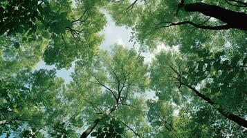 Trees in a forest from below, green tops of trees, blue sky background. AI Generative photo