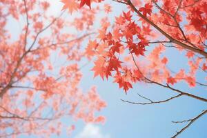 Red maple leaves on top of tree on blue sky background. Abstract fall season nature background AI Generative photo