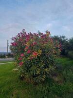 cerca arriba de un adelfa flor en lleno floración foto