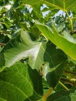 Fig tree leaves in natural light photo