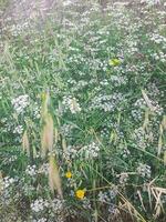 White display of beautiful wildflowers photo