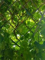 A Bunch of Hanging Grapes photo