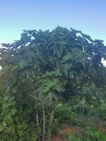 Fig Tree Bursting with Unripe Figs photo