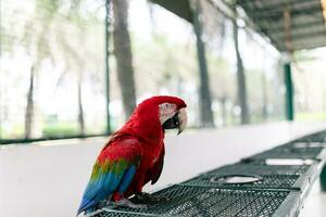 The blue-throated macaw, Colorful macaws photo