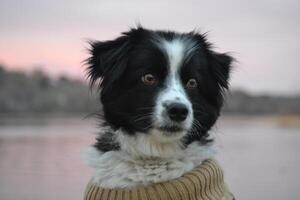 a black and white dog realistic wearing a sweater during sunrise photo