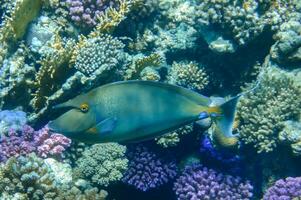 bluespine unicornfish swimming between wonderful colorful corals in the reef photo
