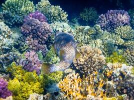 huge porcupinefish hovering over beautiful corals in the red sea photo