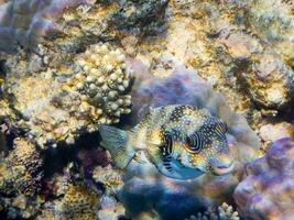 white spotted puffer fish hovering over lilac corals in the red sea photo