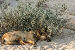 perro dormido cerca un arbusto en el calentar arena desde el playa foto