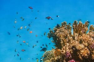 lot of different colorful little fishes near corals during diving in egypt photo
