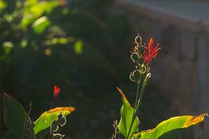 illuminated african arrowroot flowers in warm light during sundown in a resort on vacation detail photo