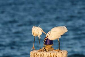 two white egret birds argue with each other on a wooden pole with a blue signal light photo