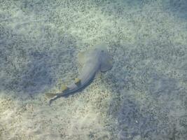 guitarfish at the sandy seabed with seagrass in the red sea photo