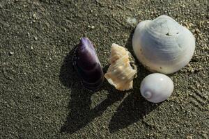 four different colorful shells in the sand from the beach on vacation photo