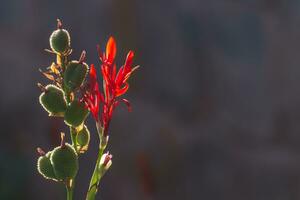 iluminado africano arrurruz flores en calentar ligero durante puesta del sol en un recurso en vacaciones macro foto